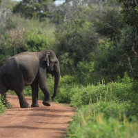 Słoń indyjski - Elephas maximus - Asian elephant