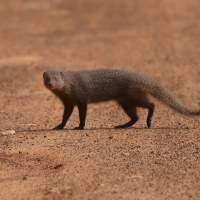 Mangusta ruda - Herpestes smithii - Ruddy mongoose 