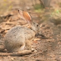 Zając płowy - Lepus capensis - Cape hare
