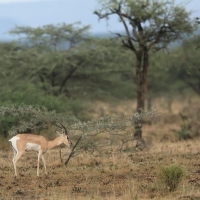 Gazelka pręgogłowa - Nanger soemmerringii  - Soemmerring's gazelle