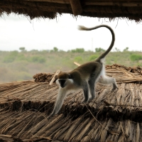 Kotawiec zielonosiwy - Chlorocebus aethiops - Grivet monkey
