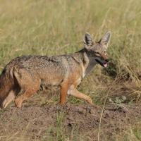 Wilk złoty - Canis lupaster - African golden wolf