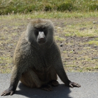 Pawian oliwkowy - Papio anubis - Olive baboon