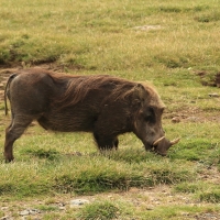 Guziec pustynny - Phacochoerus aethiopicus - Desert Warthog