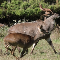 Niala górska - Tragelaphus buxtoni - Mountain nyala