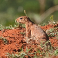 Afrowiewiorka gładka - Xerus rutilus - Unstriped ground squirrel