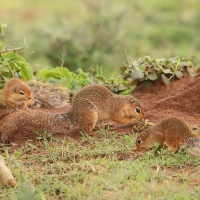 Afrowiewiorka gładka - Xerus rutilus - Unstriped ground squirrel