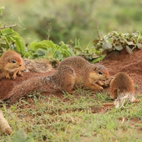 Afrowiewiorka gładka - Xerus rutilus - Unstriped ground squirrel