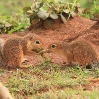 Afrowiewiorka gładka - Xerus rutilus - Unstriped ground squirrel