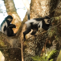 Gereza abisyńska - Colobus guereza - Guereza colobus