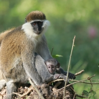 Kotawiec zielonosiwy - Chlorocebus aethiops - Grivet monkey