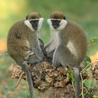 Kotawiec zielonosiwy - Chlorocebus aethiops - Grivet monkey