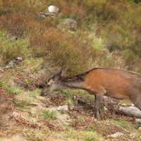 Jeleń szlachetny - Cervus elaphus - Red deer