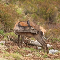 Jeleń szlachetny - Cervus elaphus - Red deer