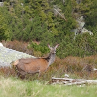 Jeleń szlachetny - Cervus elaphus - Red deer