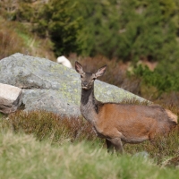 Jeleń szlachetny - Cervus elaphus - Red deer