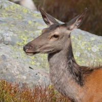 Jeleń szlachetny - Cervus elaphus - Red deer