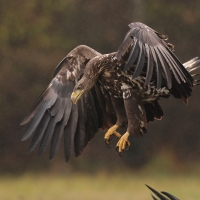 Bielik - Haliaeetus albicilla - White-tailed Sea Eagle