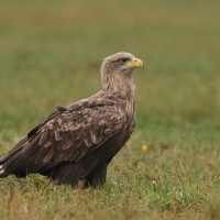 Bielik - Haliaeetus albicilla - White-tailed Sea Eagle