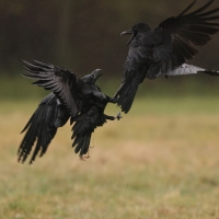 Kruk - Corvus corax - Common Raven