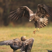 Bielik - Haliaeetus albicilla - White-tailed Sea Eagle