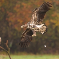 Bielik - Haliaeetus albicilla - White-tailed Sea Eagle