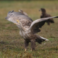 Bielik - Haliaeetus albicilla - White-tailed Sea Eagle