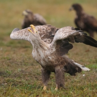 Bielik - Haliaeetus albicilla - White-tailed Sea Eagle
