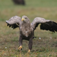 Bielik - Haliaeetus albicilla - White-tailed Sea Eagle