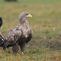 Bielik - Haliaeetus albicilla - White-tailed Sea Eagle