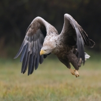 Bielik - Haliaeetus albicilla - White-tailed Sea Eagle