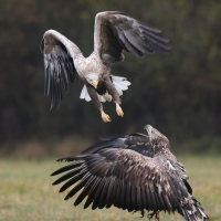 Bielik - Haliaeetus albicilla - White-tailed Sea Eagle