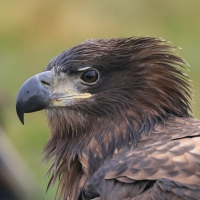Bielik - Haliaeetus albicilla - White-tailed Sea Eagle