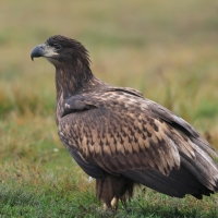 Bielik - Haliaeetus albicilla - White-tailed Sea Eagle