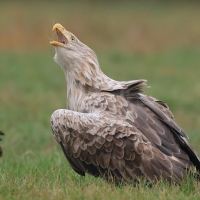 Bielik - Haliaeetus albicilla - White-tailed Sea Eagle