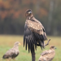 Bielik - Haliaeetus albicilla - White-tailed Sea Eagle