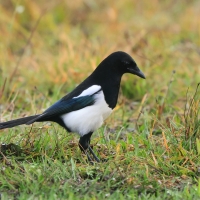 Sroka - Pica pica - Eurasian Magpie