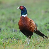 Bażant - Phasianus colchicus - Common Pheasant
