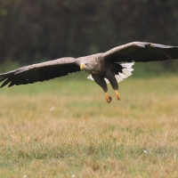 Bielik - Haliaeetus albicilla - White-tailed Sea Eagle