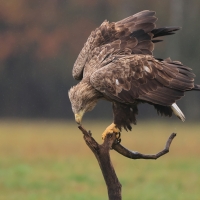 Bielik - Haliaeetus albicilla - White-tailed Sea Eagle