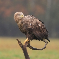 Bielik - Haliaeetus albicilla - White-tailed Sea Eagle