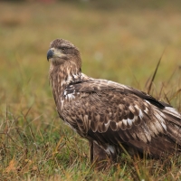 Bielik - Haliaeetus albicilla - White-tailed Sea Eagle