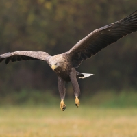 Bielik - Haliaeetus albicilla - White-tailed Sea Eagle
