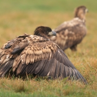 Bielik - Haliaeetus albicilla - White-tailed Sea Eagle