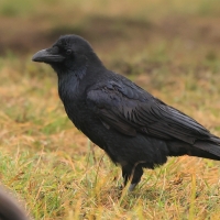 Kruk - Corvus corax - Common Raven