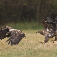 Bielik - Haliaeetus albicilla - White-tailed Sea Eagle