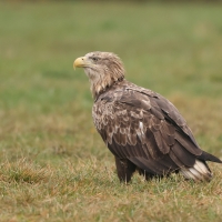 Bielik - Haliaeetus albicilla - White-tailed Sea Eagle