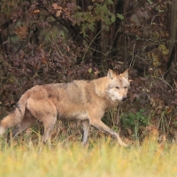Wilk - Canis lupus - Eurasian wolf 