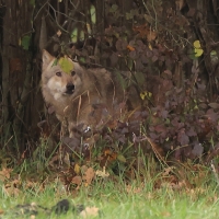 Wilk - Canis lupus - Eurasian wolf 