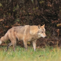 Wilk - Canis lupus - Eurasian wolf 